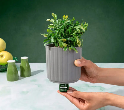 🔥 BUY MORE SAVE MORE Lifelines Rechargeable Fauxe Plant Aroma Diffuser