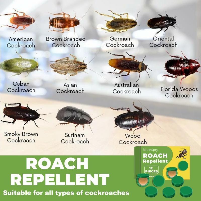 ☠️Domestic Dormitory Kitchen Powerful Cleaning Cockroach